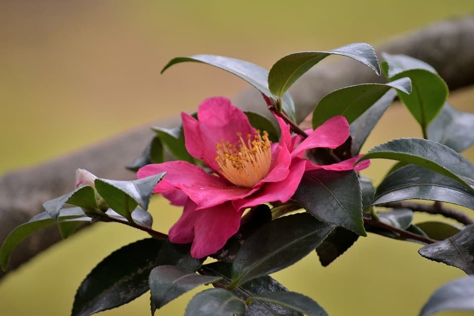 七十二候｜第五十五候「山茶始開」のブログ記事へ