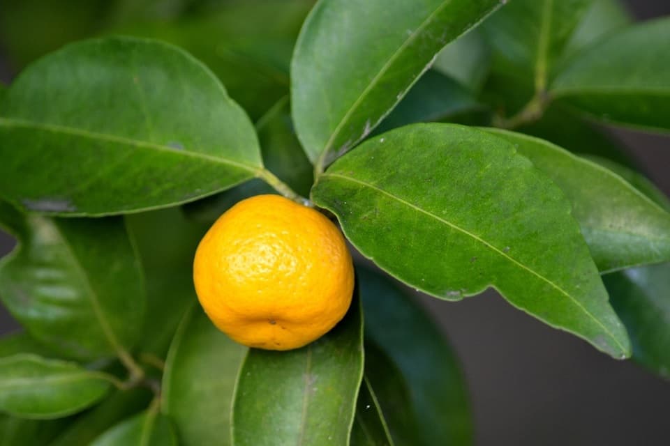 七十二候｜第六十候「橘始黄」のブログ記事へ