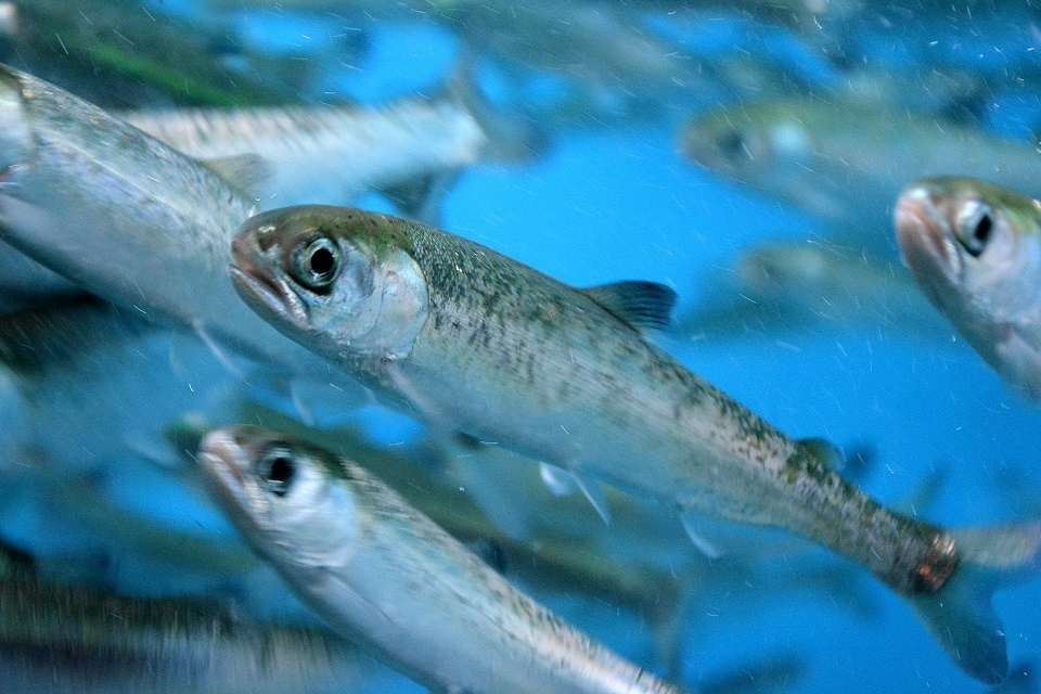 第六十三候「鱖魚群」｜ 暮らしのほとり舎