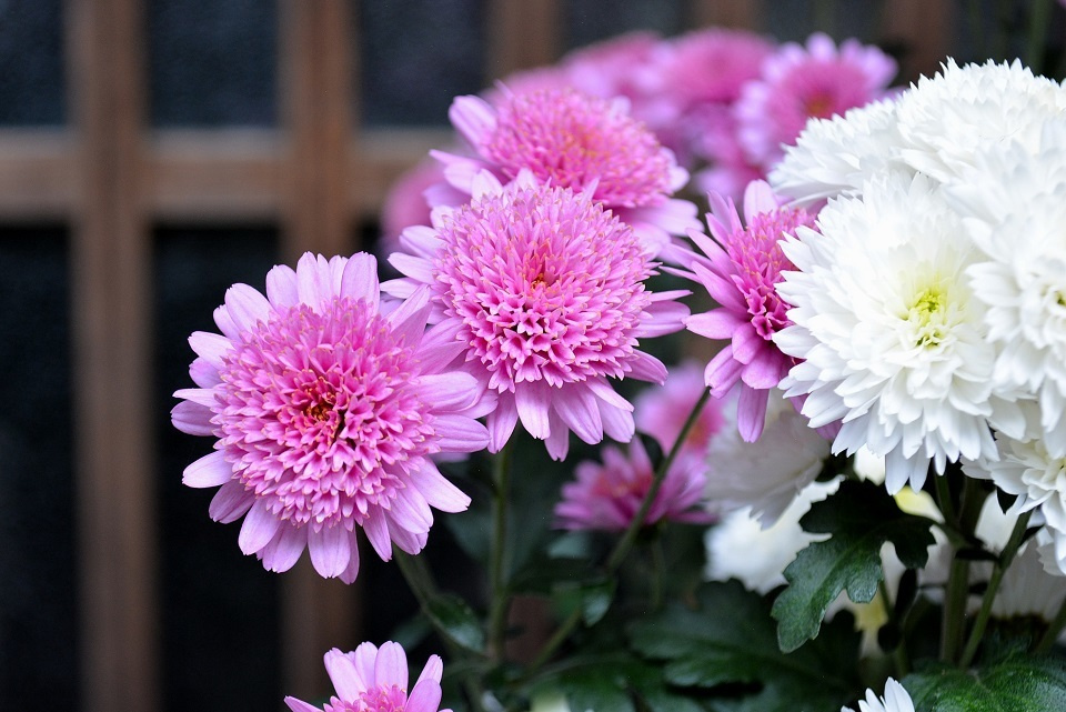 菊の花 (紫)|暮らしのほとり舎