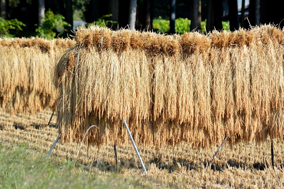 稲藁干し「はせがけ」|暮らしのほとり舎