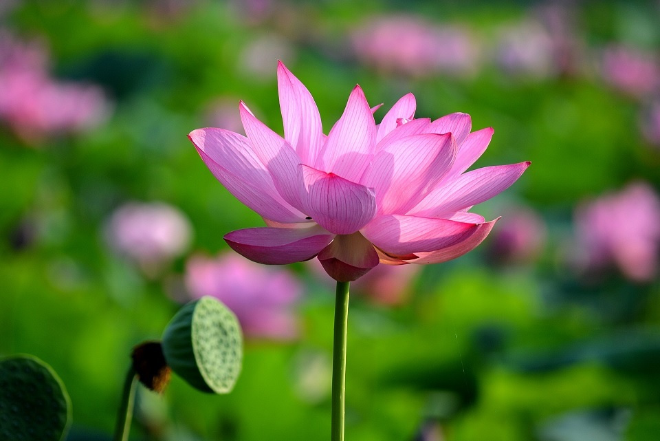 第三十二候「蓮始華」｜ 暮らしのほとり舎