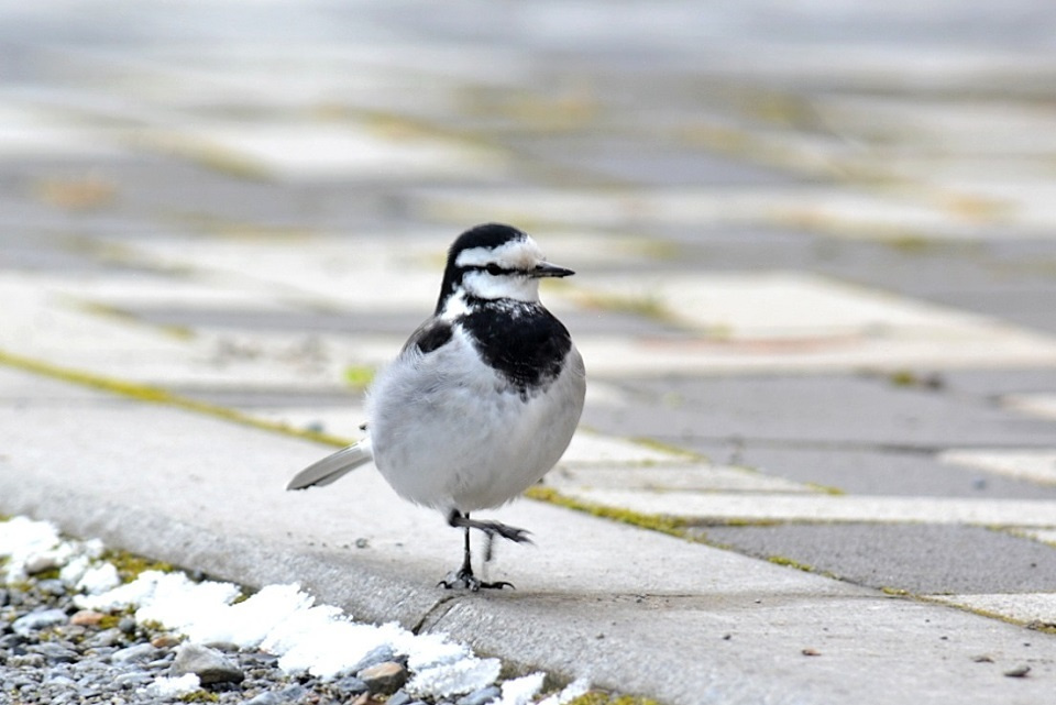 第四十四候「鶺鴒鳴」｜ 暮らしのほとり舎