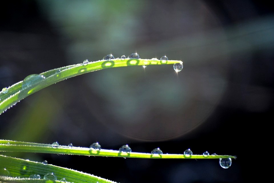 第四十三候「草露白」｜ 暮らしのほとり舎