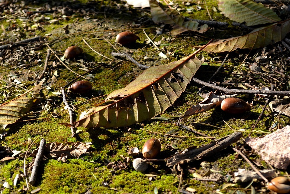 第五十九候 「朔風払葉 」| 暮らしのほとり舎