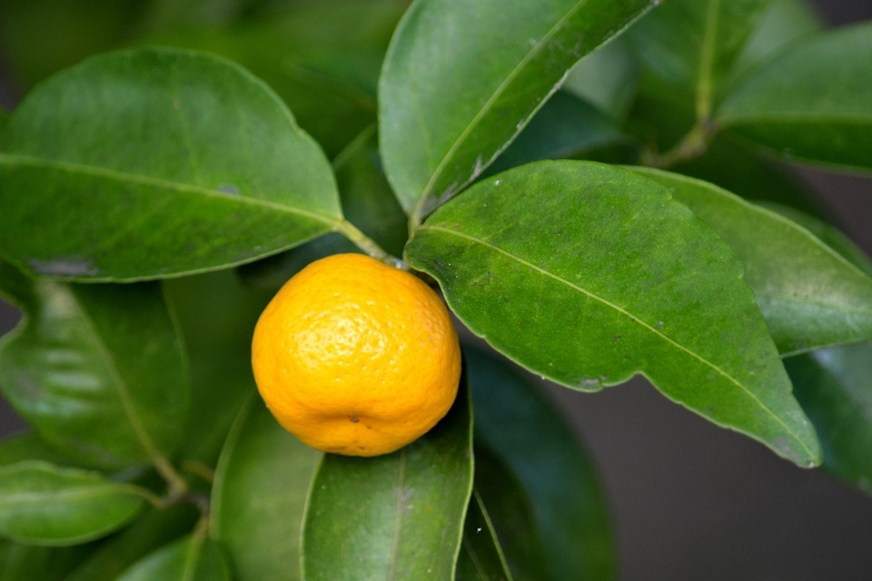 第六十候「橘始黄」| 暮らしのほとり舎