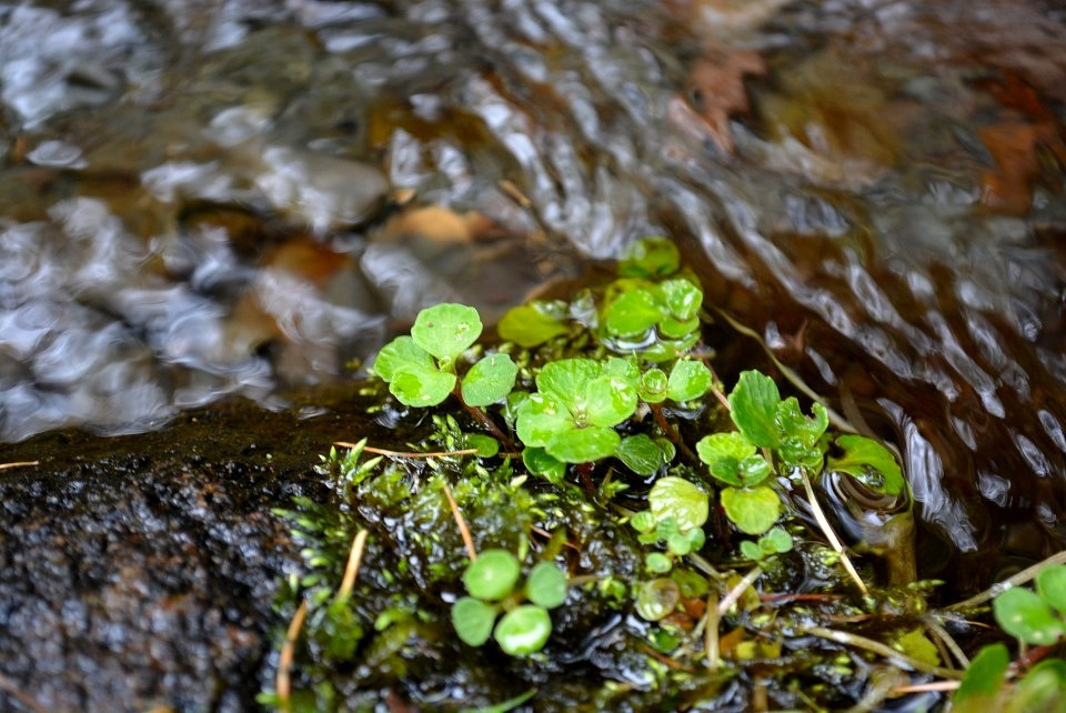 第六十八候「水泉動」｜ 暮らしのほとり舎