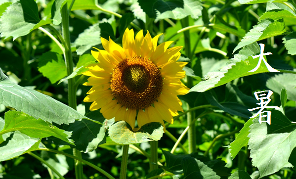 「大暑 (たいしょ)」 7/22~8/6頃 | 暮らしのほとり舎