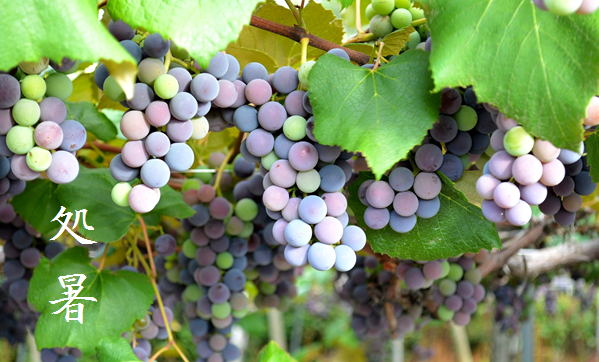 「処暑 (しょしょ)」 8/23~9/6頃 | 暮らしのほとり舎