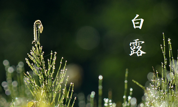「白露 (はくろ)」 9/7～9/21頃 ｜ 暮らしのほとり舎