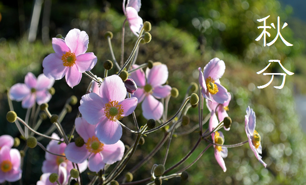 「秋分 (しゅうぶん)」 9/22~10/7頃 | 暮らしのほとり舎