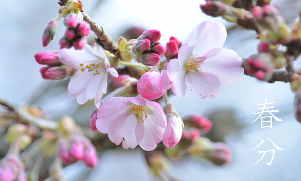 「春分 (しゅんぶん)」 3/20~4/3頃 | 暮らしのほとり舎