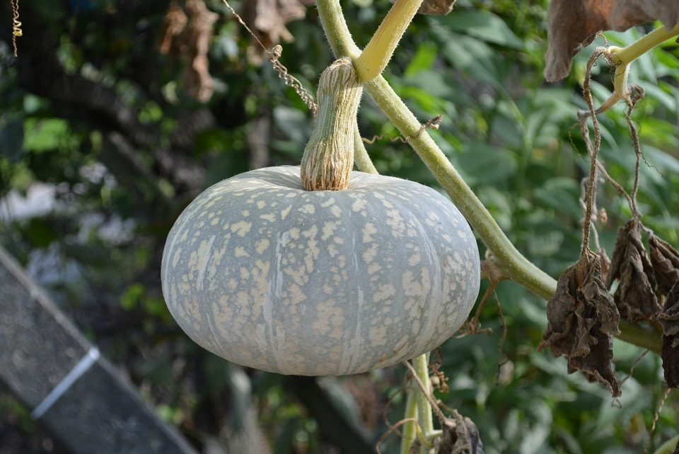 旬の味覚 冬至の七草 旬の味覚 冬至の七草