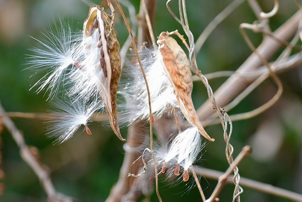 季節の草花 蘿藦 ががいも 季節の草花 蘿藦 ががいも