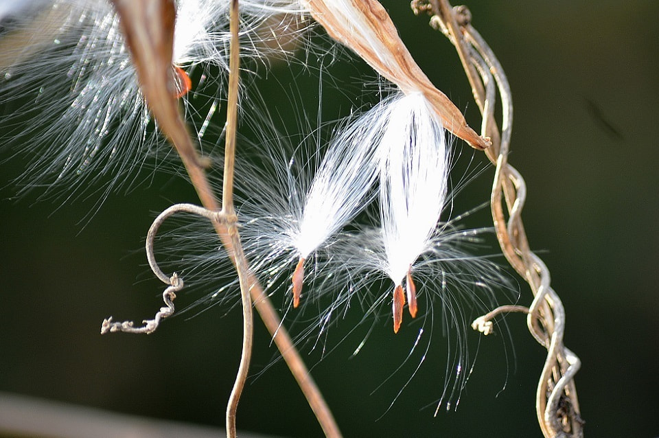 季節の草花 蘿藦 ががいも 季節の草花 蘿藦 ががいも