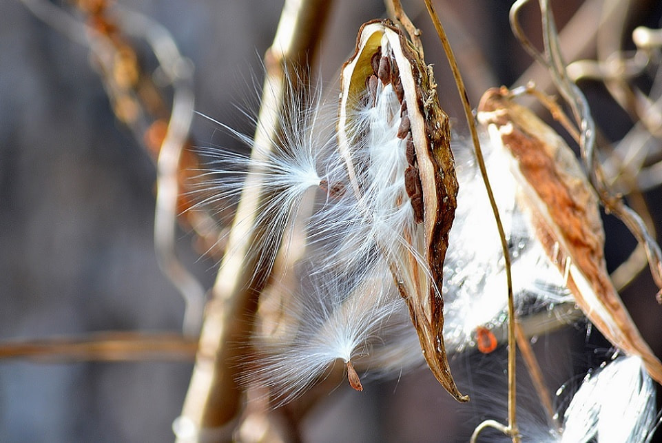 季節の草花 蘿藦 ががいも 季節の草花 蘿藦 ががいも