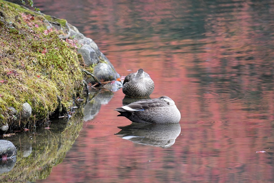 浮寝鳥 (うきねどり)|暮らしのほとり舎