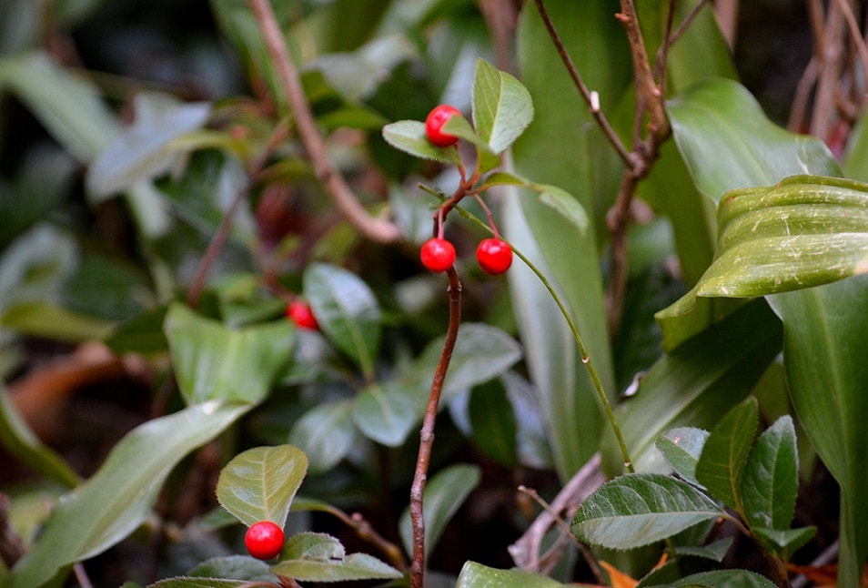 季節の草花 万両 まんりょう
