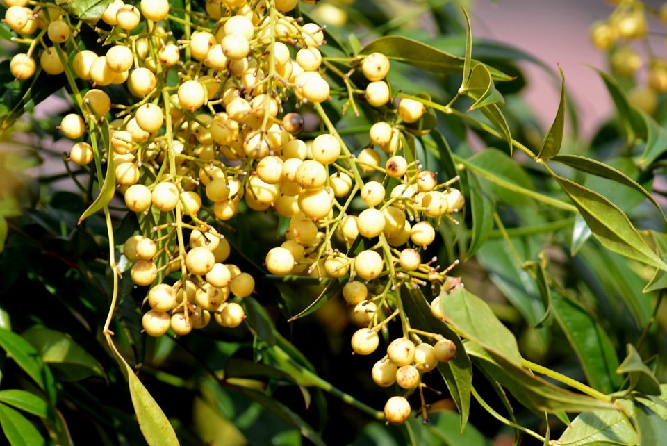 シロミナンテン|暮らしのほとり舎