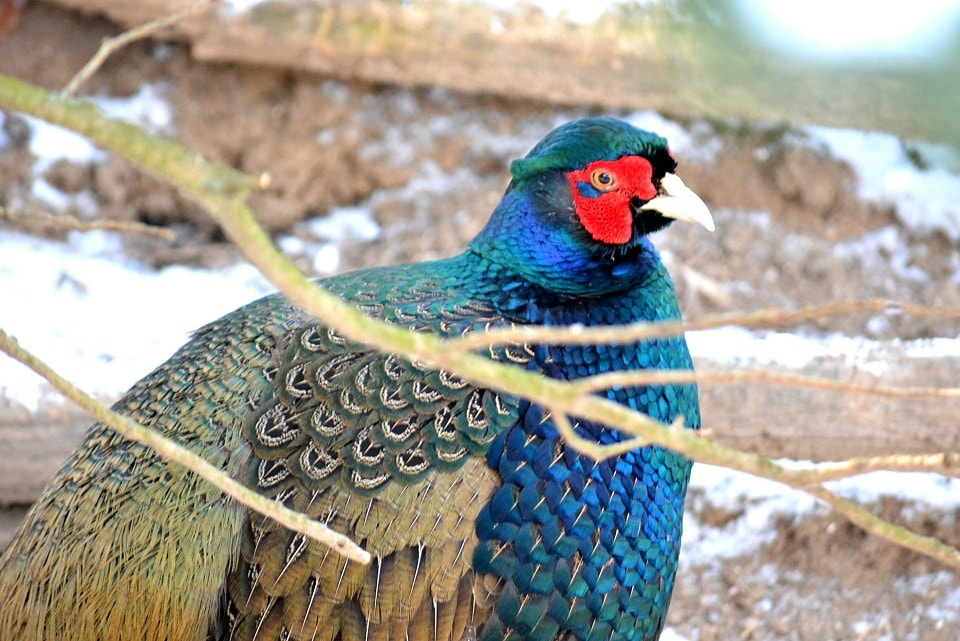 七十二候 第六十九候 雉始雊 きじはじめてなく 1 15 1 19頃 七十二候 第六十九候 雉始雊 きじはじめてなく 1 15 1 19頃