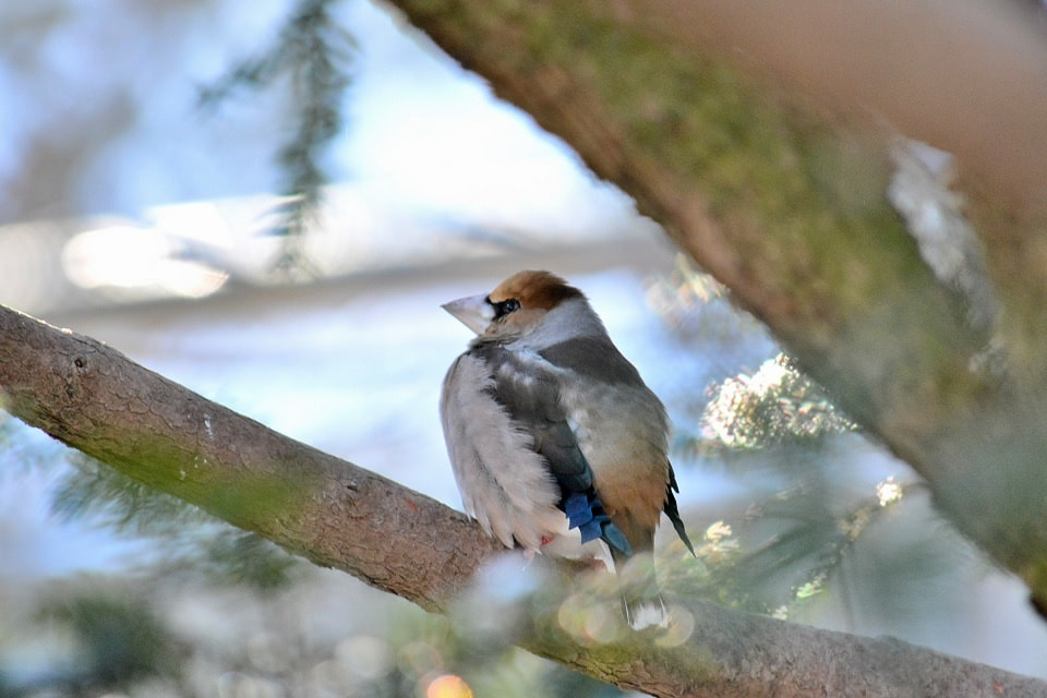 風切羽先端のブルーがきれいな野鳥「鴲 (シメ)」｜暮らしのほとり舎