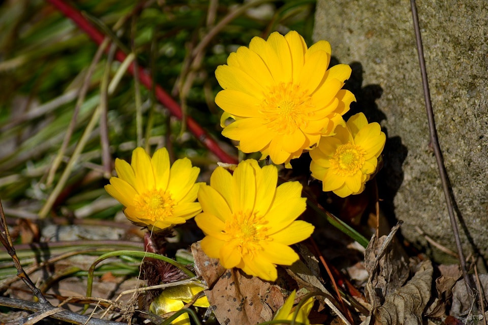 季節の草花 福寿草 ふくじゅそう 季節の草花 福寿草 ふくじゅそう