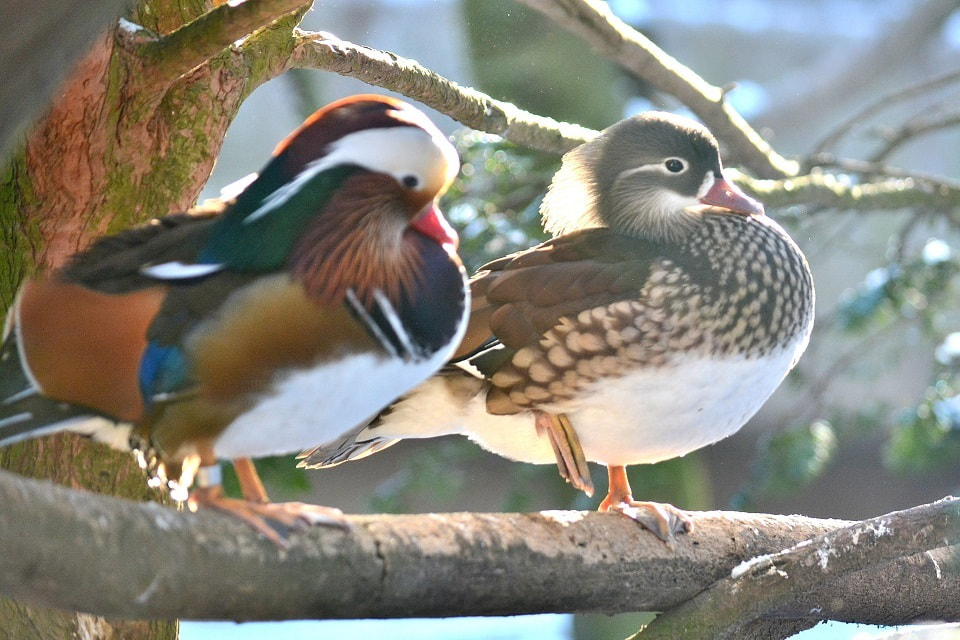 季節のいきもの 鴛鴦 おしどり 季節のいきもの 鴛鴦 おしどり