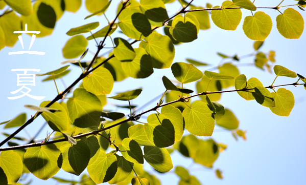 「立夏 (りっか)」 5/5~5/20頃 | 暮らしのほとり舎