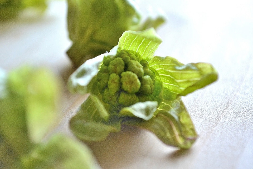 七十二候｜第七十候「款冬華」のブログ記事へ