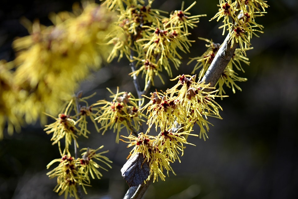 季節の草花 満作 万作 まんさく 季節の草花 満作 万作 まんさく