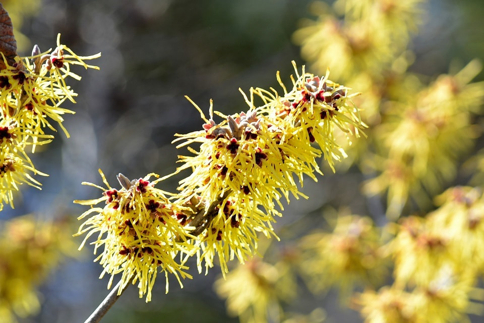 季節の草花 満作 万作 まんさく 季節の草花 満作 万作 まんさく