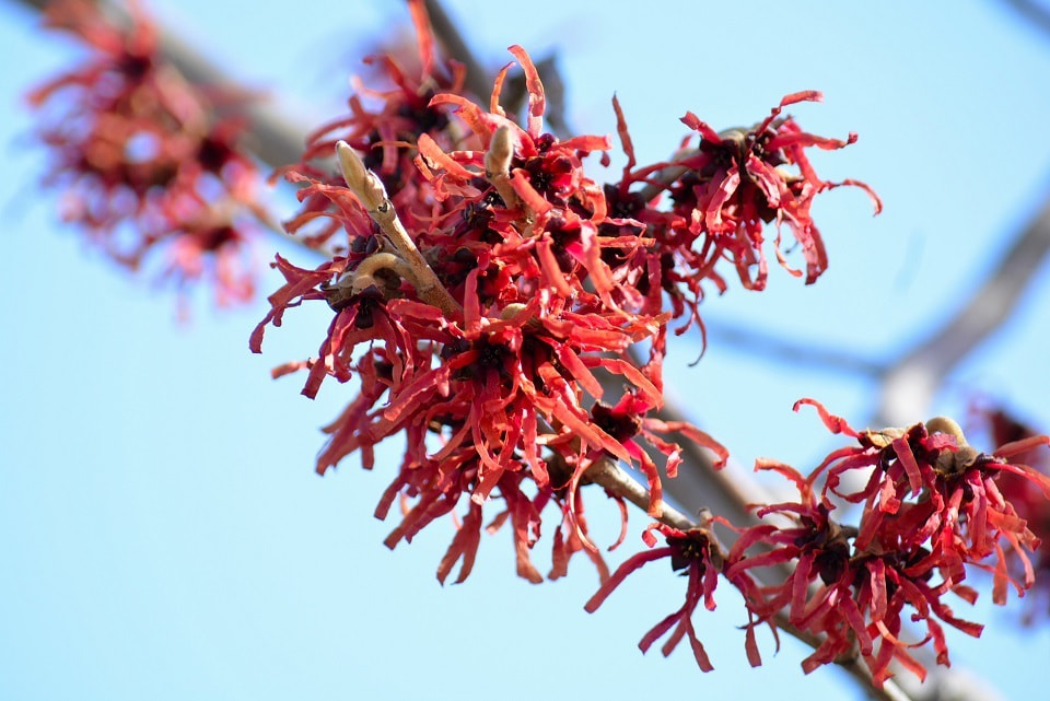季節の草花 満作 万作 まんさく 季節の草花 満作 万作 まんさく