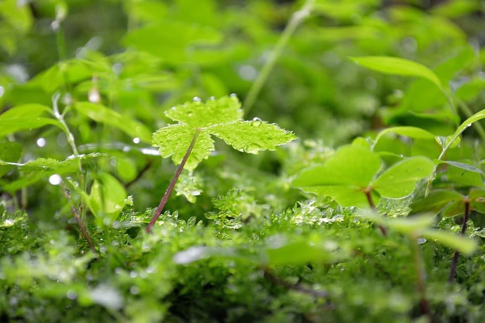 苔|暮らしのほとり舎