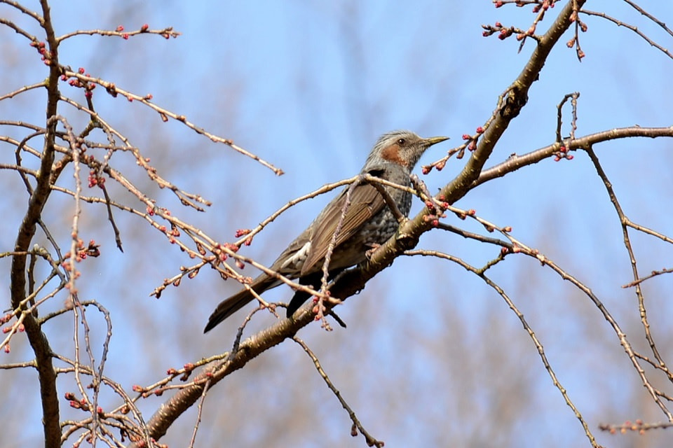 季節のいきもの | 暮らしのほとり舎