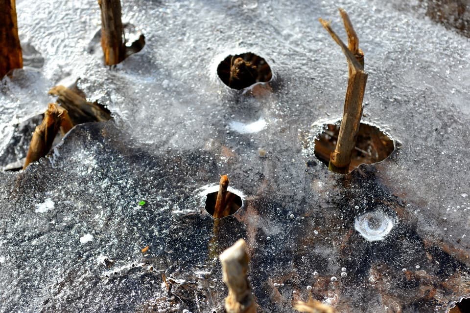 七十二候｜第三候「魚上氷」のブログ記事へ