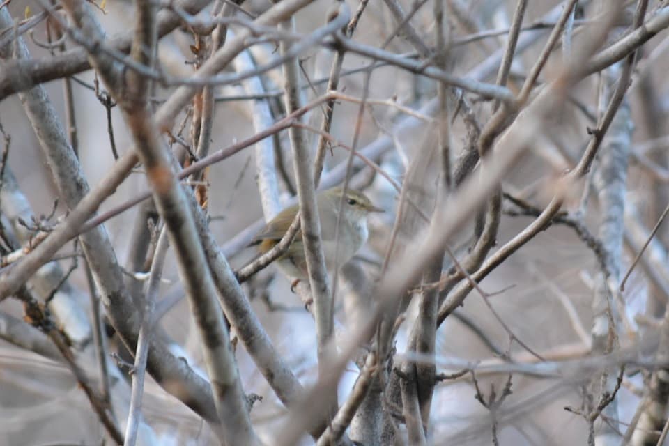 七十二候｜第二候「黄鶯睍睆」のブログ記事へ