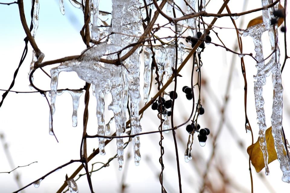 七十二候｜第一候「東風解凍」のブログ記事へ