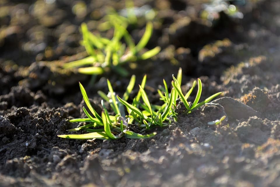 七十二候｜第四候「土脉潤起」のブログ記事へ