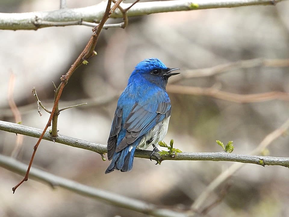 鮮やかなブルー(瑠璃色)が美しいオオルリ | 暮らしのほとり舎
