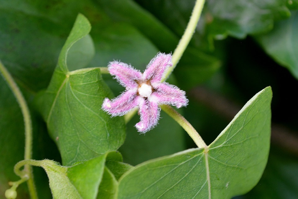 季節の草花 ｜ 暮らしのほとり舎