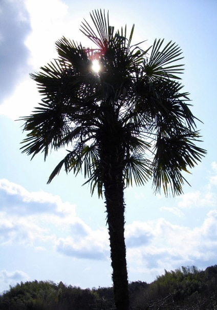 棕櫚（シュロ）の木