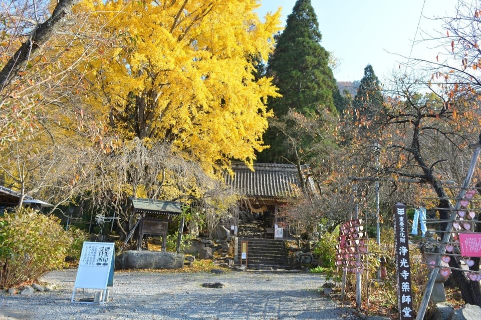 大イチョウ（浄光寺｜長野県小布施町）