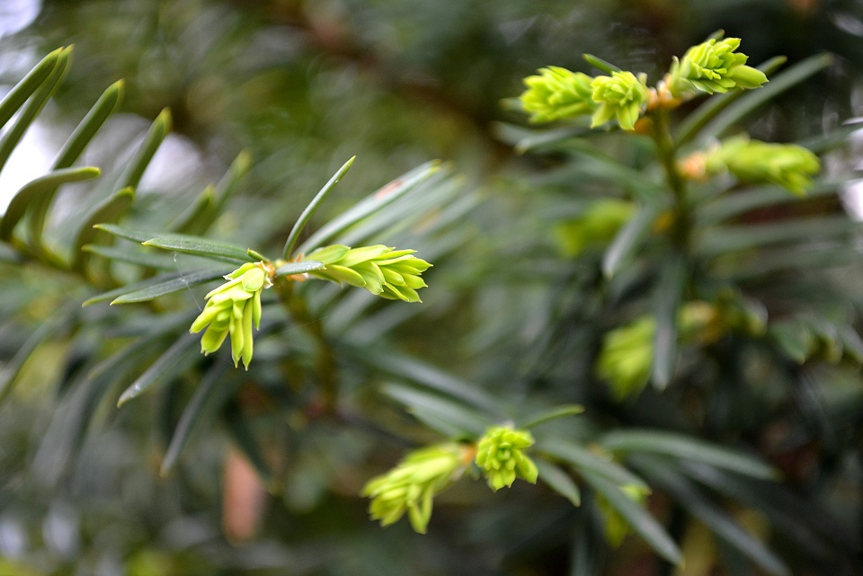 七十二候｜第六候「草木萌動」のブログ記事へ