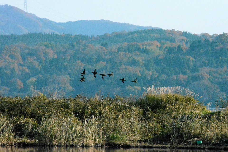 七十二候｜第十四候「鴻雁北」のブログ記事へ