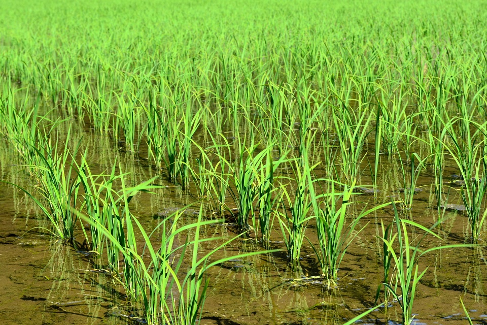 七十二候｜第十七候「霜止出苗」のブログ記事へ