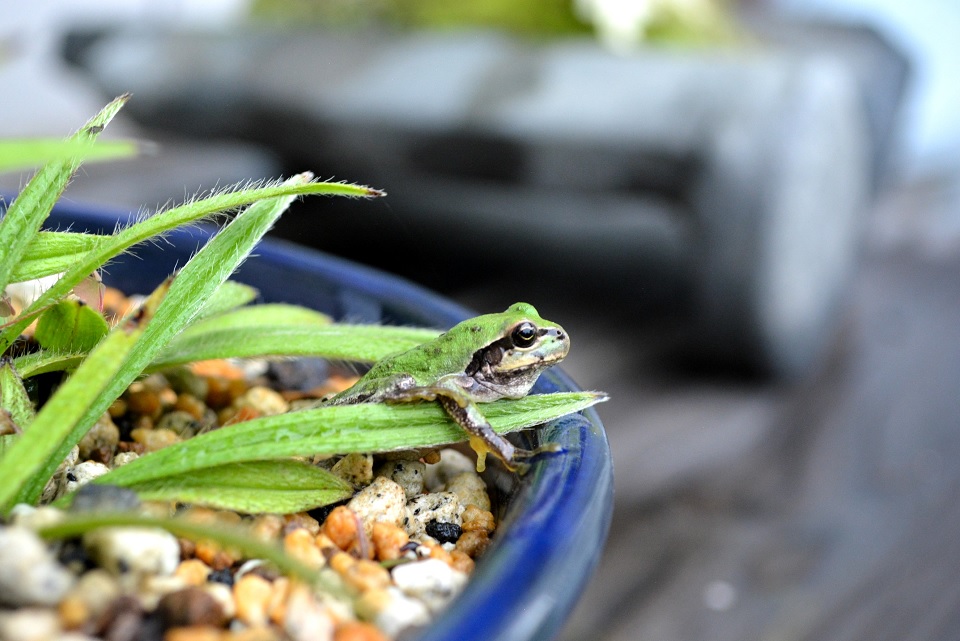 七十二候｜第十九候「蛙始鳴」のブログ記事へ