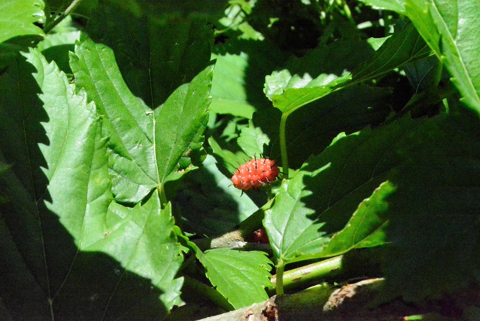 七十二候｜第二十二候「蚕起食桑」のブログ記事へ
