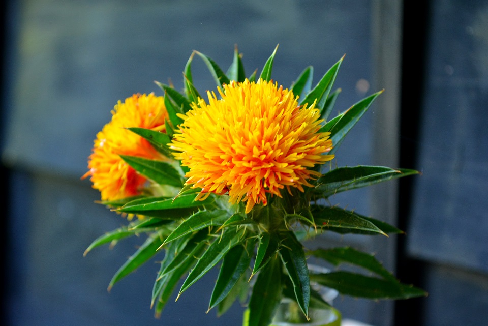 七十二候｜第二十三候「紅花栄」のブログ記事へ