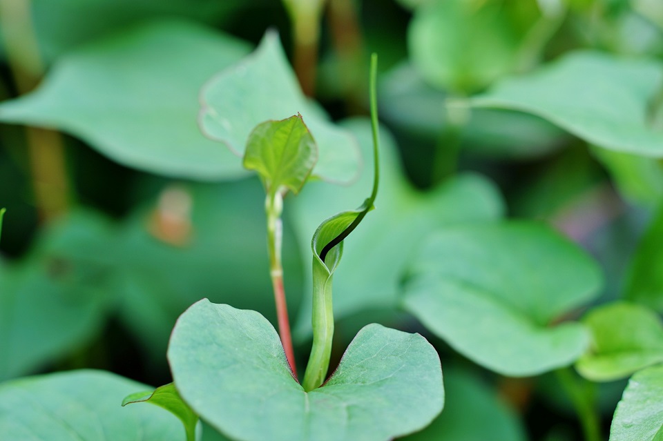 七十二候｜第三十候「半夏生」のブログ記事へ