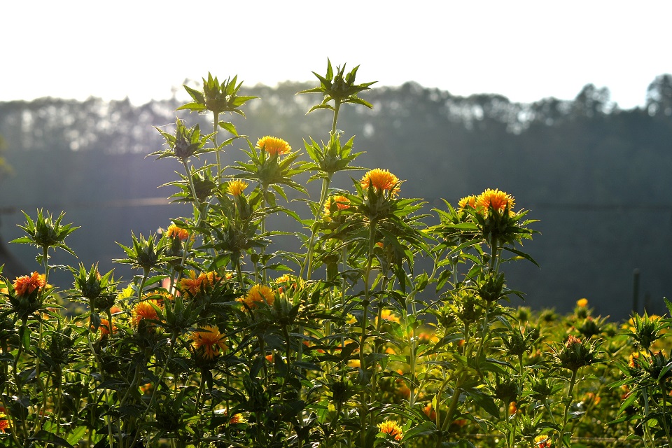 七十二候｜第三十五候「土潤溽暑」のブログ記事へ